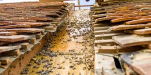 Everything You Need to Know About Honey Bees Roof Infestation